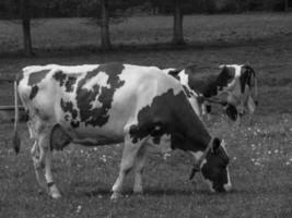 sommer in westfalen foto