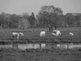 Sommerzeit im deutschen Münsterland foto