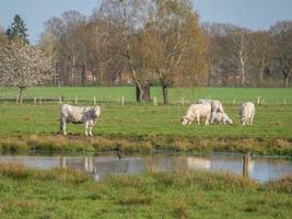 Kühe auf einer Wiese foto