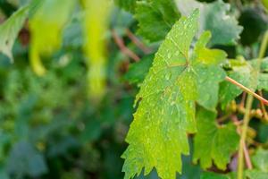 nasses grünes Weinblatt aus nächster Nähe. foto