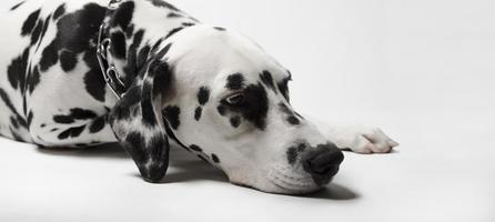 dalmatinischer Hund vermisst foto
