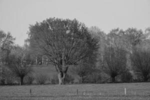 sommer in westfalen foto