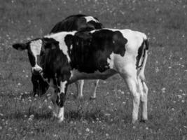 Sommerzeit im deutschen Münsterland foto