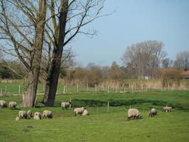 frühlingszeit in den deutschen baumbergen foto