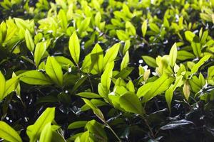 grüne Teeblätter in einem Garten auf borromäischer Insel