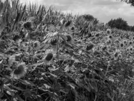 Wandern in deutsch westfalen foto