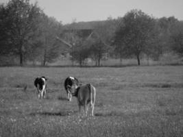 Sommerzeit in Westfalen foto