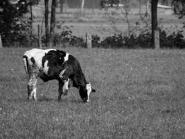 Frühlingszeit in Westfalen foto