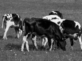 Sommerzeit im deutschen Münsterland foto