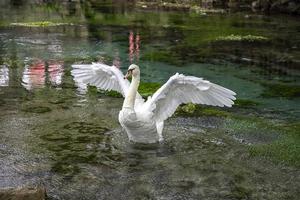 Ein schöner weißer Schwan breitete seine Flügel im Wasser aus foto