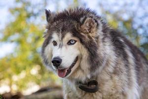 Porträt eines großen sibirischen Huskys mit verschiedenfarbigen Augen foto