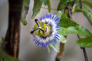 eine Nahaufnahme der Passionsblume nach Regen, eine besondere Blume, die für ein paar Tage blüht. Passionsblume foto