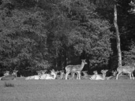 sommer in westfalen foto