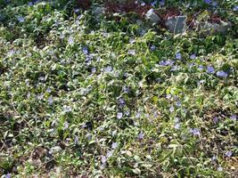 kleiner blauer Immergrün gemein, Frühlingsblumen Hintergrund, ukrainische Blume foto