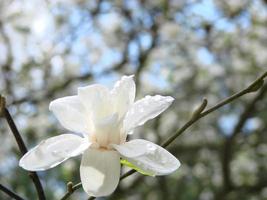 Weiße Magnolienblüte gegen den Himmel aus nächster Nähe foto