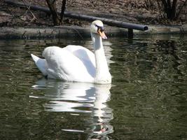 schöner Schwan auf einer kristallklaren blauen Flussreflexion foto