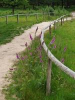 Wandern in einem deutschen Wald foto