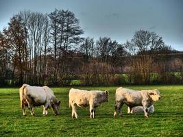 Kühe auf einer Wiese in Westfalen foto