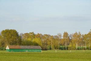 Bäume in Westfalen foto