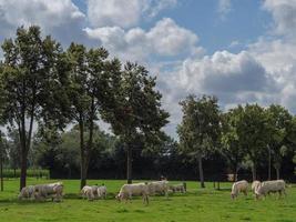 sommerzeit im deutschen dorf weseke foto