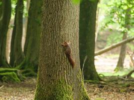 wandern in westfalen bei duelmen foto