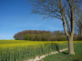 frühlingszeit in den deutschen baumbergen foto