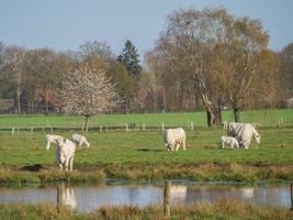 Kühe auf einer Wiese foto