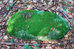 Detaillierte Nahaufnahme bei verschiedenen Moostexturen auf einem Waldboden foto