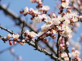 Frühlingsblütenhintergrund. schöne naturszene mit blühendem baum und sonnenaufflackern. sonniger Tag. Frühlingsblumen. foto