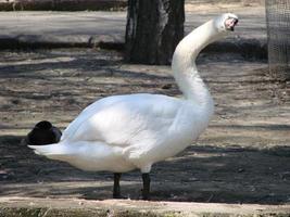 weißer Schwan reinigt im Wasser stehende Federn foto