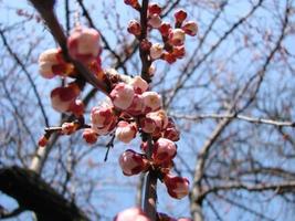 Frühlingsblütenhintergrund. schöne naturszene mit blühendem baum und sonnenaufflackern. sonniger Tag. Frühlingsblumen. foto