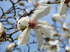 Blühender Magnolien-Tulpenbaum. chinesische magnolie x soulangeana blüte mit tulpenförmigen blüten foto