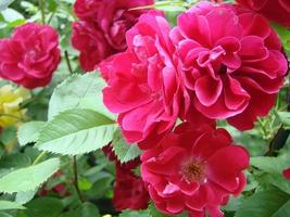 lockige rote Rose, riesige Blütenstände, Garten, Frühling,