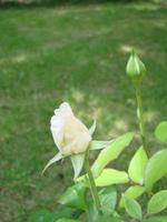 Knospe, Blume der weißen Sortenrose auf dem Hintergrund des grünen Grases im Garten, Frühling, Sommer, Urlaub, foto