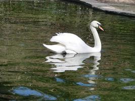 schöner Schwan auf einer kristallklaren blauen Flussreflexion foto