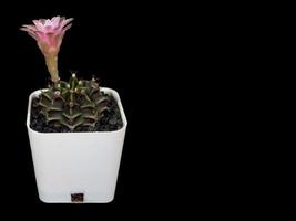 Rosa Blume blühendes Gymnocalycium in weißem Plastiktopf. foto