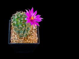 thelocactus bicolor schöne kaktusrosa blumenblüte im schwarzen quadratischen plastiktopf, isoliert auf schwarzem hintergrund. foto