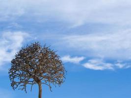 alter toter Baum auf Hintergrund des blauen Himmels foto