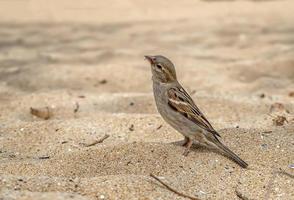 Neugieriger kleiner Spatz, der am Strand nach Nahrung sucht. foto