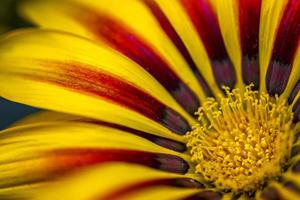 Schönheit Gazania Blume. Hintergrund einer Schönheit gazania Blumennahaufnahme. zarte Blume. Natur foto