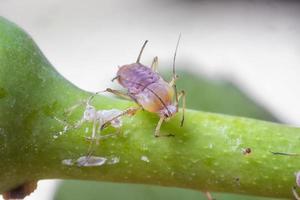 erstaunliches detailliertes Makro der Blattlaus auf der Pflanze. foto