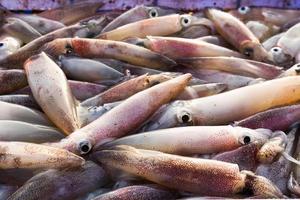 frischer Tintenfisch auf dem Markt foto