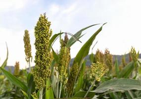 Sorghum in geflogen foto