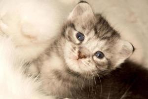 schönes kleines Kätzchen foto