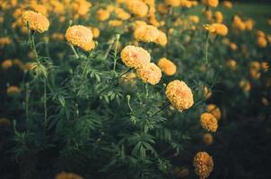 Ringelblumen oder Tagetes erecta Blumen Vintage