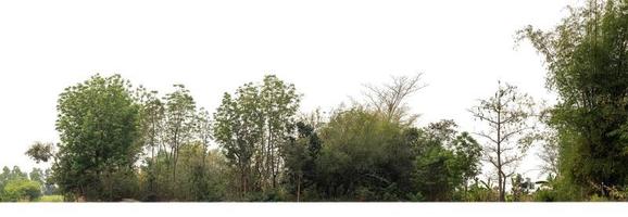 grüne bäume isoliert auf weißem hintergrund. sind wald und laub im sommer sowohl für den druck als auch für webseiten mit schnittpfad und alphakanal foto
