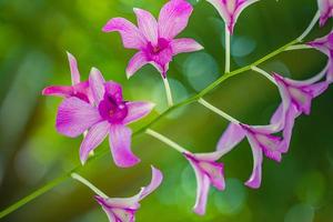 Orchideenblume im Blumenhintergrund des tropischen Gartens des regnerischen Tages. idyllische botanik natur. blühende abstrakte natur, exotische blütennahaufnahme. foto