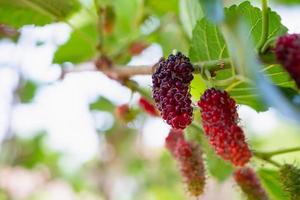 frische rote Maulbeerfrüchte auf Ast foto