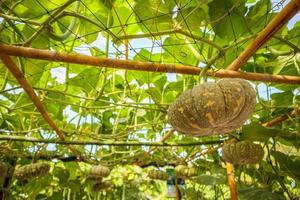 frische Kürbisse wachsen im Bio-Garten foto