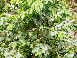 frische kaffeebohnen im kaffeepflanzenbaum foto